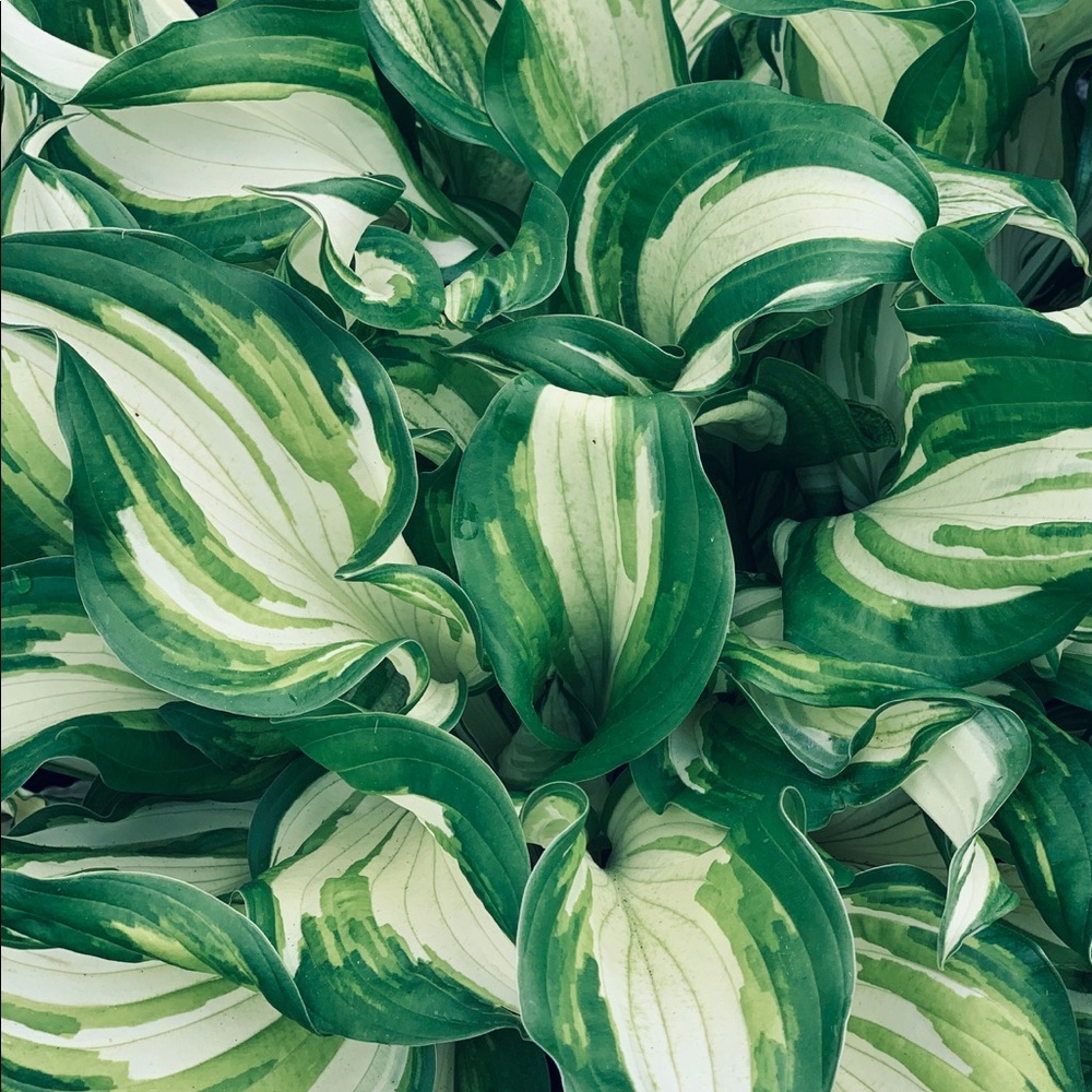 Meet your Posher, Leide